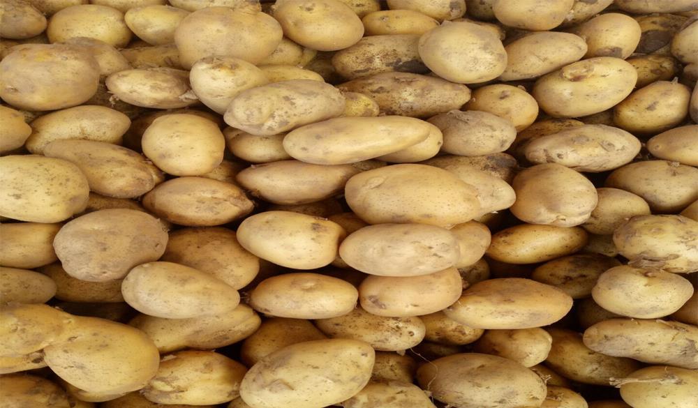 Patates Patatesden biyoetanol üretimi dünyada düşük seviye yapılmaktadır. Biyoetanol üretimini kısmen patatesten yapan ülke olarak Polonya sayılabilir.