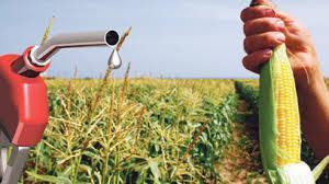 Mısır Mısır da tahıl grubuna girdiği için mısırdan biyoetanol üretimi süreci diğer tahılların izlediği süreçlerle benzerlik göstermektedir.