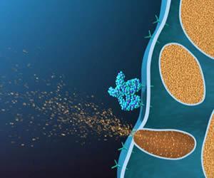 Bu reseptörler H1 ve H2 olarak isimlendirilmektedir. Solunum sistemi mukozasındaki reseptörler H 1, gastrointestinal sistemdeki reseptörler de H 2 olarak isimlendirilmektedir.