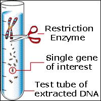 DNA nın RE leri ile kesilmesi İzole edilen DNA, RE enzimleri ile kesime