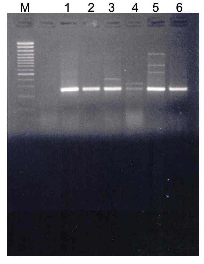 RAPD-PCR Yöntemiyle Türkiye deki Hyacinthella Schur (Liliaceae) Türleri Arasındaki Polimorfizm ve Filogenetik likilerin Belirlenmesi [6] Williams, J.V., Kubelik, A.R., Livak, K., Rafalski, J.A., Tingey, S.