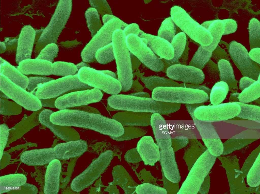 Pseudomanas: Gram (-) aerobik ve genellikle hareketli çubuk şeklinde bakterilerdir. Pseudomanas aeruginosa genellikle saprofit bir türdür. Aynı zamanda fırsatçı bir patojendir.