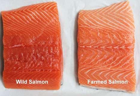 Çiftlik balıkları daha yağlıdır. (omega-3 yağ asitleri çiftlik balıklarında daha az?