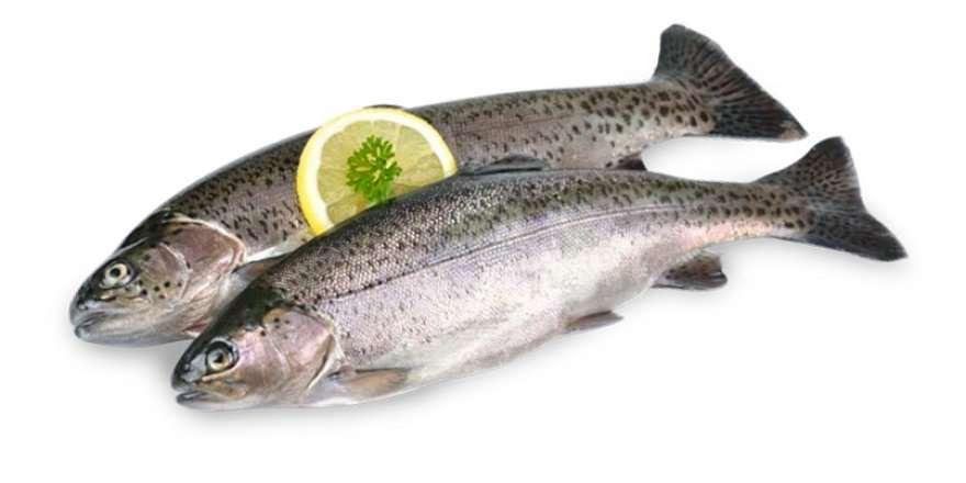 Balık eti ve lezzet Tatlı su balıklarının yaşadıkları ortama adapte olmaları için hücrelerinde amino asit, amin veya üre molekülleri depolamaları gerekmemektedir. Etin lezzeti daha hafiftir.