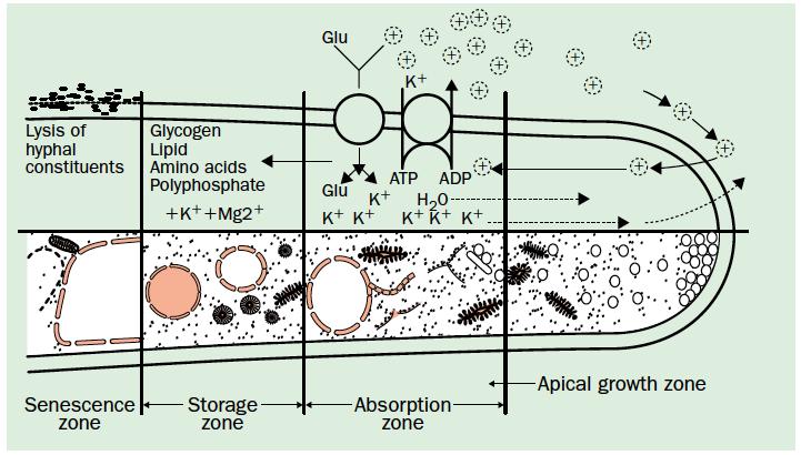 Biyolojik Belirteçler : Galaktomannan Aspergillus türlerinin hücre duvarında yer alır.