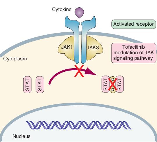 Tofacitinib JAK3>JAK1>JAK2>Tyk2 JAK3/JAK1 heterodimer inhibisyonunu JAK3 sadece JAK1 ile dimerleşmesine rağmen, JAK1 aynı zamanda JAK2 ve TyK2 ile de dimerleşir, Bu eşleşme inflamasyon ve immün