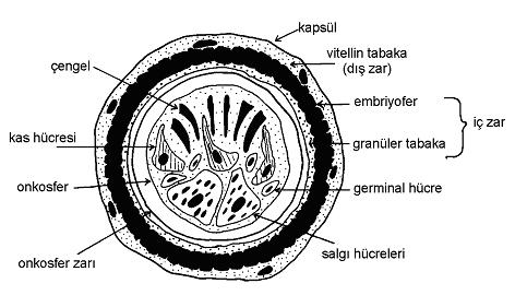 13 1.1.4.3. Yumurta Embriyonlu yumurta ince kabuklu, oval, 32-36/25-30 μ büyüklüğündedir.