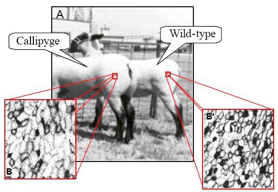 Polar overdominance: Koyun callipyge lokusunda. Koyunlarda callipyge fenotipi (muscular hypertrophy) sadece CLPG mutasyon genini babalarından alan heterozigot bireylerde görülür.