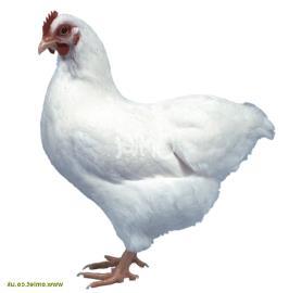 Beyaz leghorn P F1 IICC X IiCc iicc Beyaz plymouth rock I/i ve C/c genleri arasında etkileşim I beyaz renk tüy