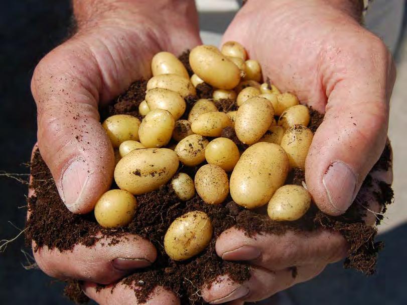 22 Şekil 8. Patates mini yumruları. üretim esnasında hastalık ve zararlı bulaşımının önlenmesi için azami özenin gösterilmesi gerekir.