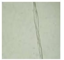selüloz halkalarından oluşmuştur. Lümen ise lifin ortasında muntazam olmayan bir boşluk halindedir. Şekil 4.1: Pamuk lifinin yapısı.