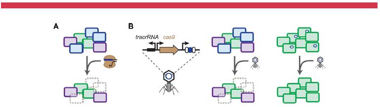 CRISPR Temelli Antimikrobiyaller Luo ML, et al: Current and future prospects of