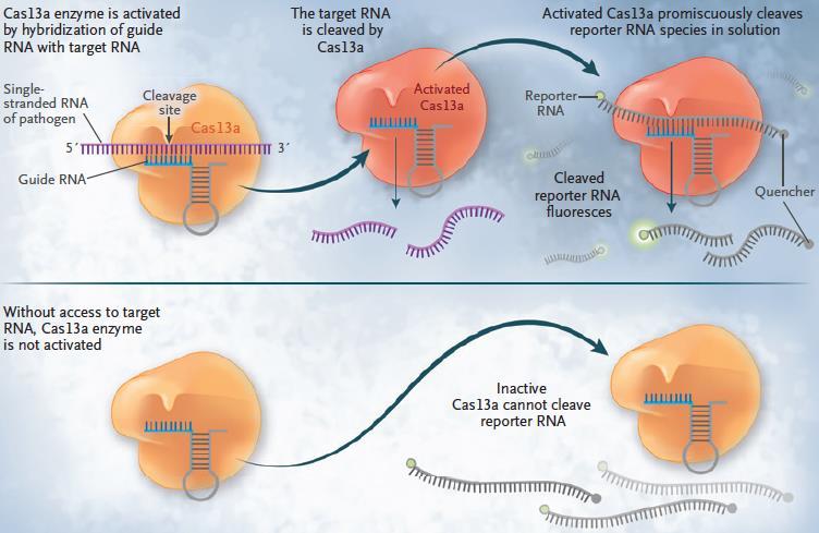 CRISPR-Temelli Tanı Yöntemi Caliendo AM, and Hodinka RL.