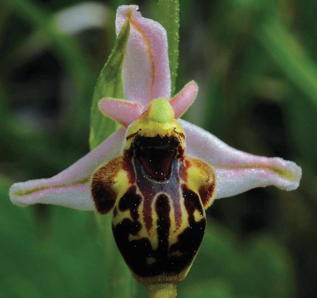 346 Ophrys