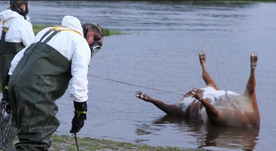 ŞARBON; Anthrax Milzbrand (flemenkçe: dalak ateşi) Splenic fever Kara kabarcık Çoban çıbanı Ot