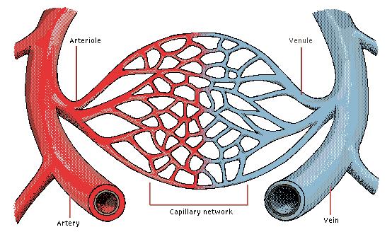 Arteriol Venül