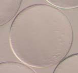 Pisi sperminin soğuk muhafazası (crypreservation) gerçekleştirilmiştir. Türler arası çaprazlama denemeleri yapılmıştır.