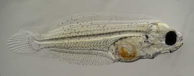 Ön çalışmalarda dişi pisi balıklarının erkeklerden daha hızlı büyüdükleri belirlenmiştir.