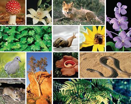 Canlılar sınıflandırılırken; yapısı, hareket şekli, beslenme ve üreme özellikleri dikkate alınmıştır. Canlılar ilk olarak bitkiler ve hayvanlar diye sınıflandırılmıştır.