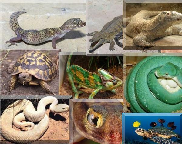 Semenderler de (kuyruklu kurbağa) kurbağalar sınıfında incelenir. İribaş evresindeyken solungaç, ergin halde akciğer solunumu yaparlar.