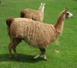 YAYILMA (DİSPERSİYAL) Camelidae familyasının