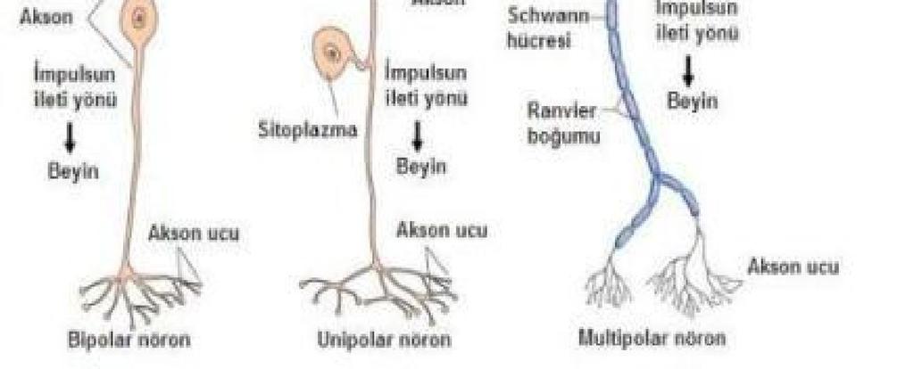 sisteminin çoğu Bipolar nöronlar sensorik (duyu