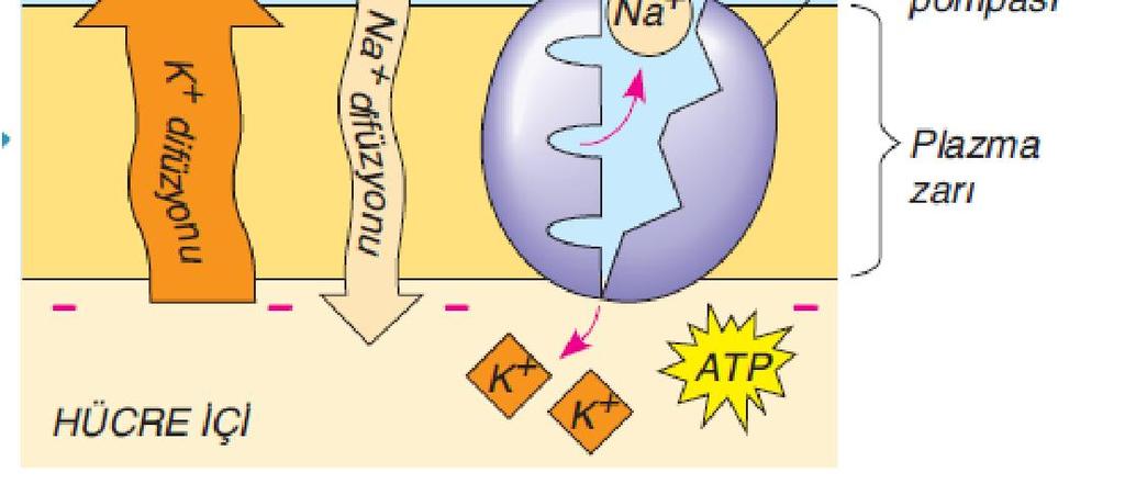 ve moleküller Na/K pompası ile zarın