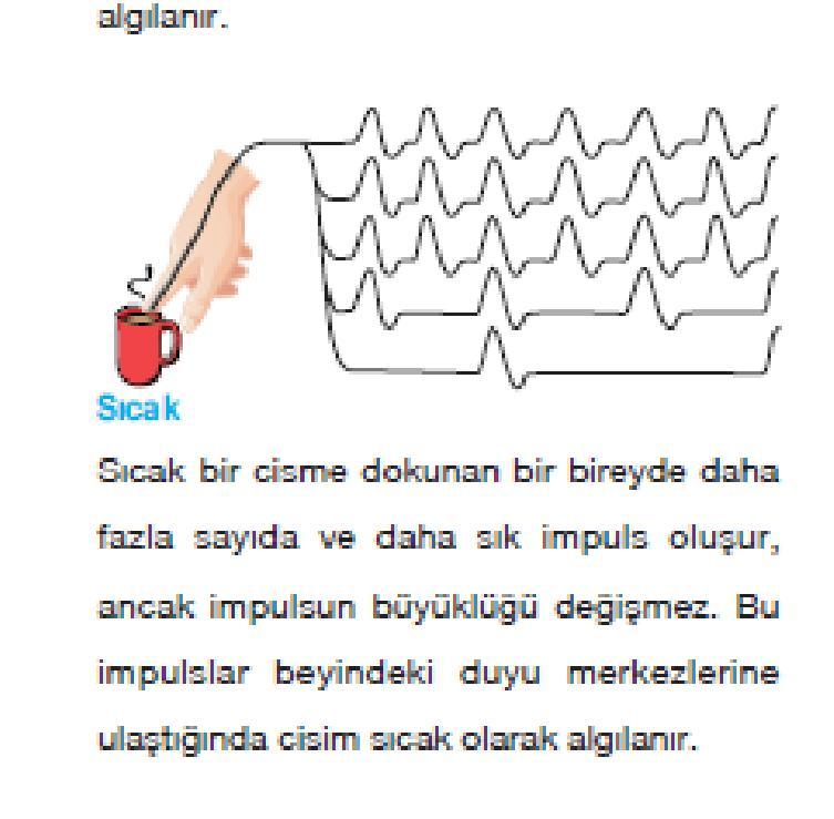 hücresinin kendisinden sağlanır Uyarı şiddetinin artması ile