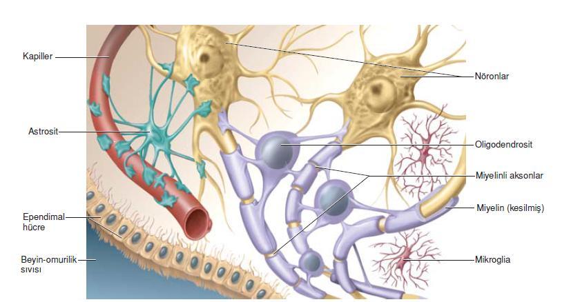 Astrosit Uzantı ve bağlantıları ile kan-beyin bariyerini oluşturur, toksik maddelerin