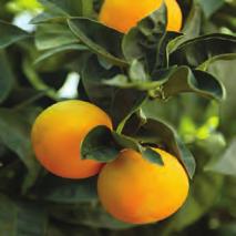 Mandalina, portakal, limon a açlarının her birinden sırasıyla 25, 36, 83 tane var. Bahçedeki geriye kalan a aç sayısını bulmalıyız.