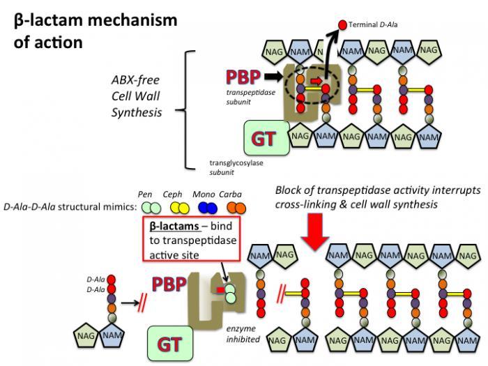 Direnç Mekanizması Gram (+) direnç PG öncüsü lipid II peptid köklerinin D- Ala-D-Ala bağları vasıtasıyla PG sentez inhibisyonu ile oluşur.