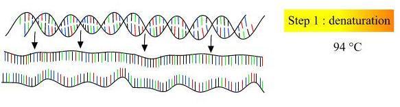 PCR (Polimeraz Zincir Reaksiyonu) DNA Zincirinin Açılması (Denaturation): Kalıp DNA (template DNA),