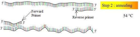 PCR (Polimeraz Zincir Reaksiyonu) Primerlerin Açılan DNA Zincirlerine Yapışması (Annealing): Reaksiyon sıcaklığının, 37-65 o C ye düşürülerek oligonükleotid primerlerinin