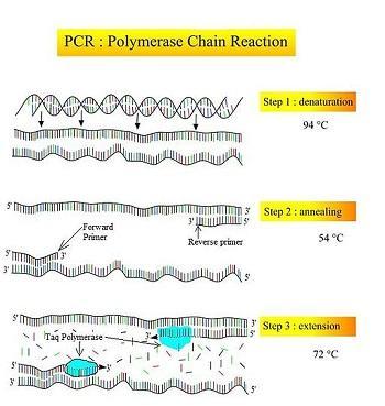 PCR (Polimeraz Zincir Reaksiyonu) PCR Temel Bileşenleri Primerler