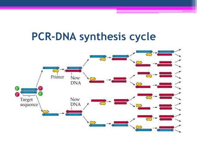 qrt-pcr PCR + spektroflorometri Gen ifadesi analizleri Spesifik olmayan