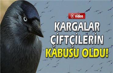 Zarar şekli: Bütün tarımsal ürünlerde özellikle hububatta süt olumu döneminde, kargalar ise sarı olum döneminde daha çok zarar yaparlar.