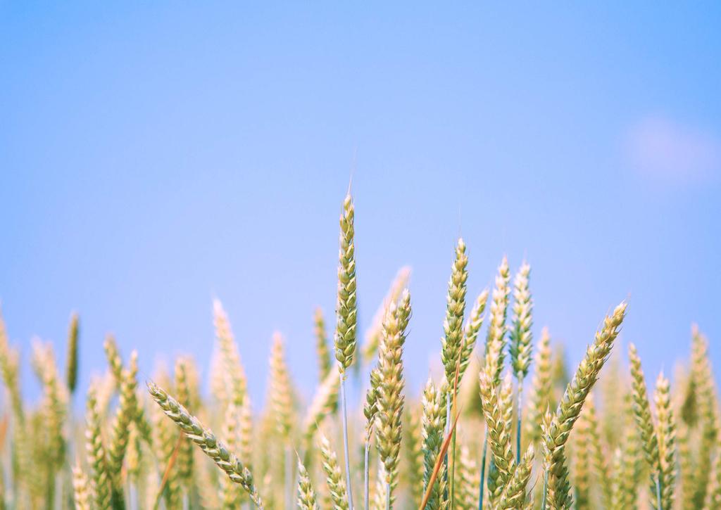 BALIKESİR VE SUSURLUK TA DURUM 4.1 Buğday Balıkesir bölgesi buğday ekim alanında bir önceki yıla göre %,37 oranında bir artış gözlenmiştir.