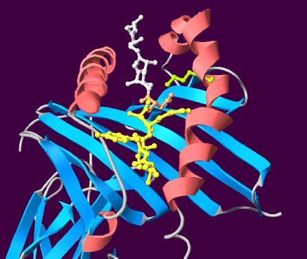 MHC-peptide complex T antigenic peptide
