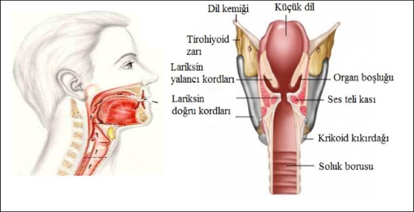 Şekil 2.5: Larenksin anatomik görünümü. Laringeal arterler üst ve alt tiroid dallarıdır. Larenks iç kasları rekürren sinirin bir dalı ile uyarılır.