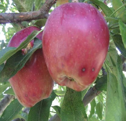 ELMADA ALTERNARYA MEYVE ÇÜRÜKLÜĞÜ (Alternaria alternata ) Alternarya meyve çürüklüğünün elma meyvelerindeki belirtileri. Hastalık Belirtisi Hasat öncesi ve sonrası meyve çürümelerine neden olurlar.