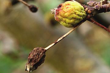 MEYVE MONİLYASI (MUMYA) (Monilinia fructigena) Hastalık Belirtisi Özellikle meyve zarar yapmakta, ancak çiçek ve yaprak zarara neden olabilmektedir.