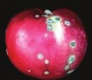 16 ELMA KARA LEKESİ HASTALIĞI (Venturia inaequalis) Hastalık Belirtisi Hastalığın belirtileri yaprak, meyve ve sürgünlerde görülür.