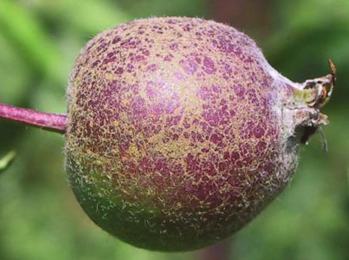 ELMA KÜLLEMESİ HASTALIĞI (Podosphaera leucotricha) Hastalık Belirtisi Hastalık, elma ağaçlarının yaprak, çiçek, sürgün ve meyvelerinde belirti oluşturmaktadır.