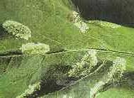 YAPRAK GALERİGÜVELERİ Elma yaprak oval galerigüvesi (Phyllonorycter gerasimowi) Elma yaprak galerigüvesi (Stigmella malella) Tanımı ve Yaşayışı Erginlerin uzunluğu 2-5 mm arasında değişen, ön