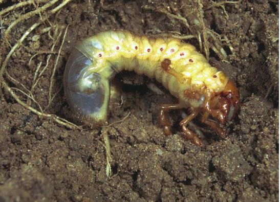 böceklerdir. En tipik özellikleri, antenlerinin uç kısımlarının yelpaze şeklinde olmasıdır. Larvaları 70 80 mm uzunluğunda, tombul yapılı ve sarımsı krem rengindedir.