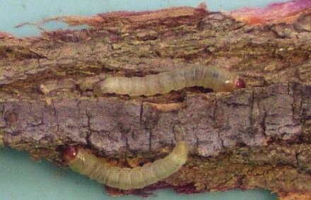 AĞAÇ KIZILKURDU (Cossus cossus) Ağaç kızılkurdu ergini Larvası ve zararı Tanımı ve Yaşayışı: Genel olarak gri renkte olan ön kanatların dip kısmı bej renkte olup, üzerinde karışık çapraz renkte çizgi