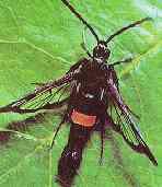 ELMA GÖVDEKURDU (Synanthedon myopaeformis) Tanımı ve Yaşayışı Elma gövde kurdu nun kelebekleri küçük, koyu lacivert siyah renkte olup, saydam olan kanatlarıyla arılara benzerler.