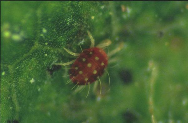 KIRMIZI ÖRÜMCEKLER (Akarlar) Akdiken akarı (Tetranychus viennensis) İki noktalı kırmızı örümcek (Tetranychus urticae) Avrupa kırmızı örümceği (Panonychus ulmi) Kahverengi örümcek (Bryobia