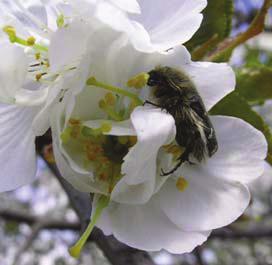 İlkbaharda, meyve ağaçlarının ve diğer bitkilerin çiçek açtıkları zaman çıkan erginler, çiçeklerle beslenirler.