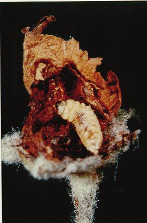Üç larva dönemi geçirdikten sonra oluşan pupaları serbest pupa tipinde ve 4.5 mm boyundadır. Erginler kışı ağaç kabukları, taş, yaprak döküntüleri altında veya toprağın yarık ve çatlaklarında geçirir.